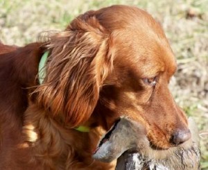 Ирландский терьер — охотник