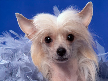 Китайская хохлатая