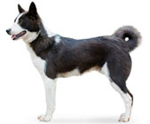 Восточносибирская лайка