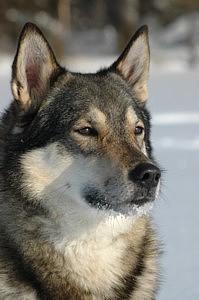 Восточносибирская лайка