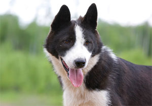 Восточносибирская лайка