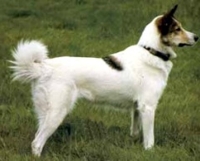 Восточносибирская лайка