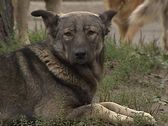 ссуд США заменил смертную казнь пса пожизненным заключением