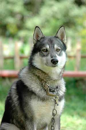 Западносибирская лайка