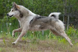 Западносибирская лайка