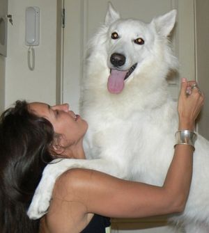 белая швейцарская овчарка