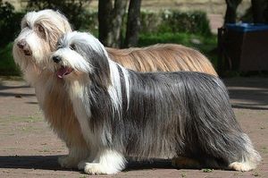 бородатые колли