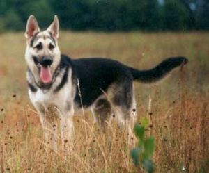 восточноевропейская овчарка