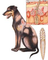 демодекоз собак