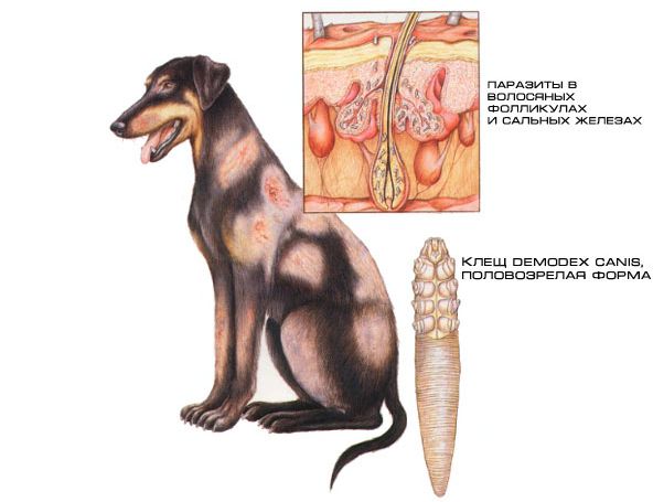 демодекоз собак