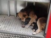 собака спасает щенков из горящего дома