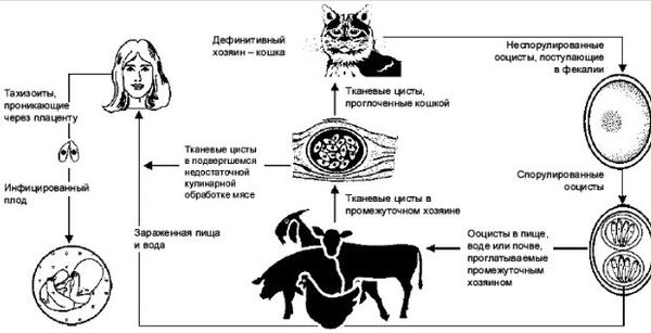 схема распространения токсоплазмоза