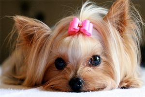 йоркширский терьер