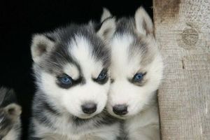 канадская эскимосская собака