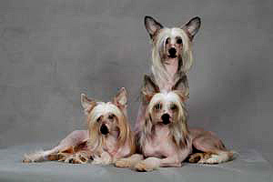 китайская хохлатая собака