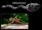 лейшманиоз собак
