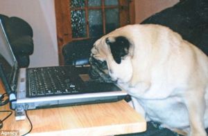 мопс Гиббс сумел похудеть