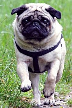 мопс Гиббс сумел похудеть