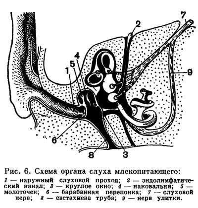 схема органа слуха собаки