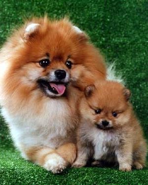 померанский шпиц