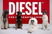 реклама очков Diesel с участием собак