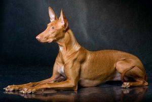 фараонова собака