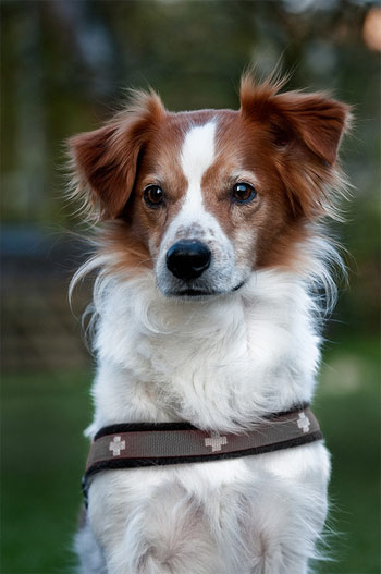 Кромфорлендер: описание и характеристики породы собак