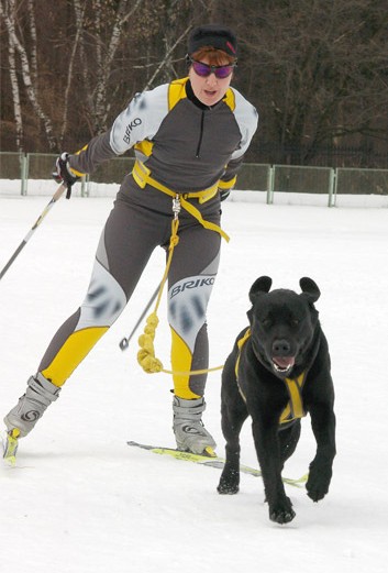 Покататься на лыжах с собакой: что нужно знать о занятиях скиджорингом :: Новости :: ТВ Центр